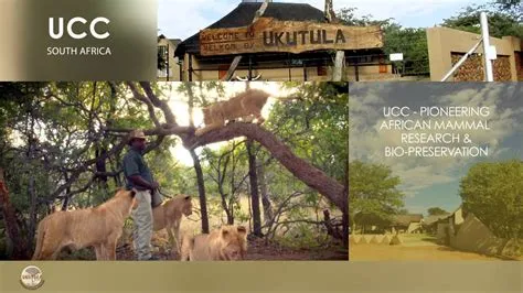  Ukutula Conservation Centre - Kotipaikka leijonille ja muille eteläafrikkalaisille eläimille!